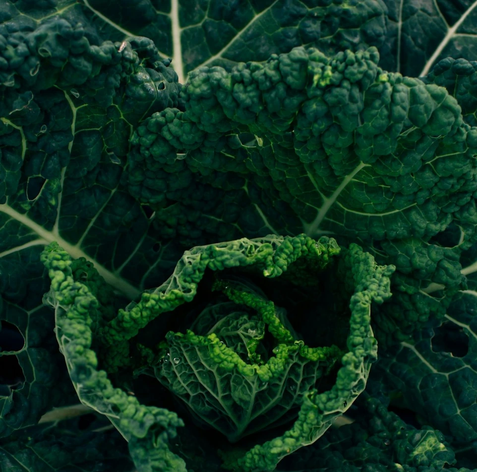 Illustration de l'importance du calcium et de la vitamine D dans l'alimentation végétale