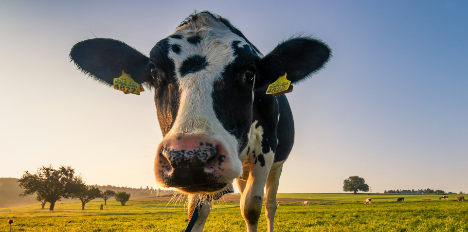 Explication de l'intolérance au lactose par Sofia Samaras, diététicienne à Perwez